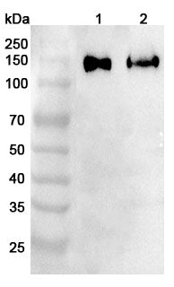 Western blot analysis was performed using anti-MCAM polyclonal antibody at 1ug/mL  on various samples.
Lane 1: Mouse liver lysate
Lane 2: Rat lung lysate