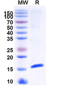 SDS-PAGE for Anti-Mouse 5HT3/HTR3A Nanobody (SAA1479)