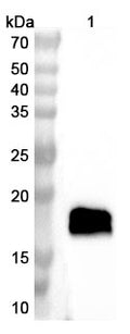 Anti-Mouse CAMP Polyclonal Antibody – Lane 1: Mouse lung lysate