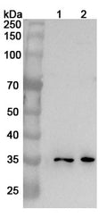 Western blot analysis was performed using anti-TNFSF9 polyclonal antibody at 1ug/mL on various samples.
Lane 1: SH-SY5Y cell lysate
Lane 2: MOLT-4 cell lysate