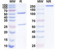 SDS-PAGE for Anti-Mouse GPC1 Antibody (SAA0273).