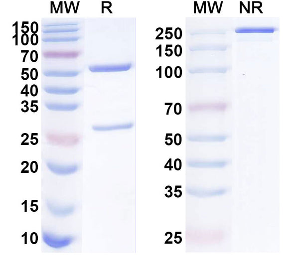 SDS-PAGE for Anti-Mouse GPC1 Antibody (SAA0273).