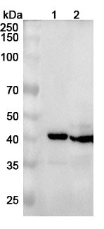 Western blot analysis was performed using anti-CTSK polyclonal antibody at 1ug/mL on various samples.
Lane 1: Mouse skeletal muscle lysate
Lane 2: Rat skeletal muscle lysate