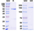 SDS-PAGE for Anti-Mouse CD68/Macrosialin Antibody (SAA2217)