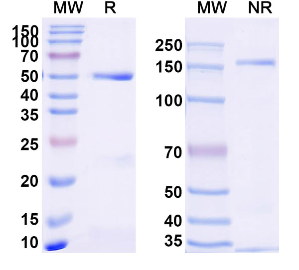 SDS-PAGE for Anti-Mouse CD68/Macrosialin Antibody (SAA2217)