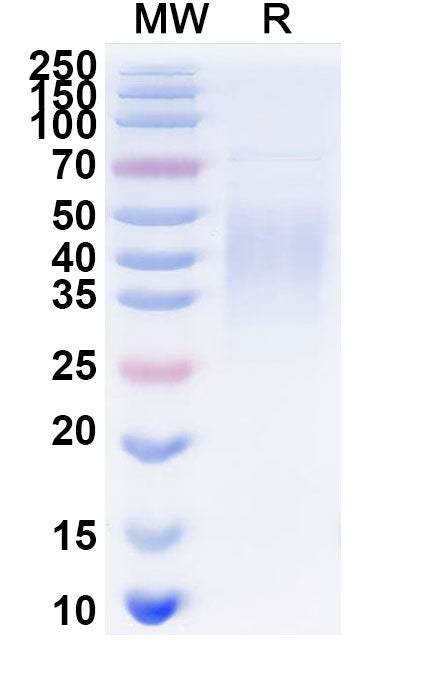 Recombinant Mouse CD68 Protein, C-Strep