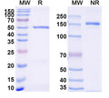 SDS-PAGE for Anti-Mouse CD68/Macrosialin Antibody (SAA2218)