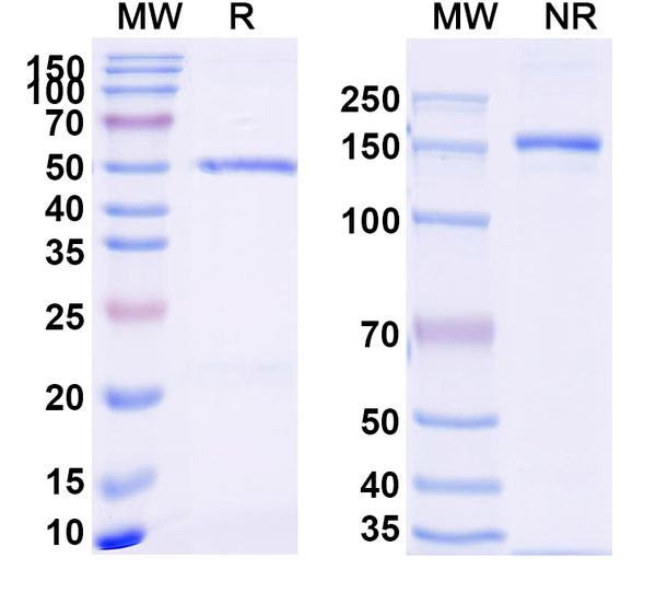 SDS-PAGE for Anti-Mouse CD68/Macrosialin Antibody (SAA2218)
