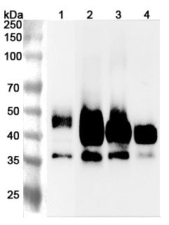 Western blot analysis was performed using anti-BSG  polyclonal antibody at 1ug/mL  on various samples.
Lane 1: U87 cell lysate
Lane 2: Mouse spleen lysate
Lane 3: Mouse heart lysate
Lane 4: Mouse liver lysate