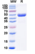 Recombinant Mouse EFNA4 Protein, C-Fc