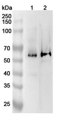 Western blot analysis was performed using anti-IFNAR2 polyclonal antibody at 1ug/mL on various samples.
Lane 1: K562 cell lysate
Lane 2: HepG2 cell lysate
