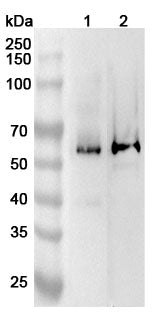 Western blot analysis was performed using anti-IFNAR2 polyclonal antibody at 1ug/mL on various samples.
Lane 1: K562 cell lysate
Lane 2: HepG2 cell lysate