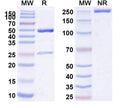 SDS-PAGE for Anti-Mouse CD70 Antibody (FR70)