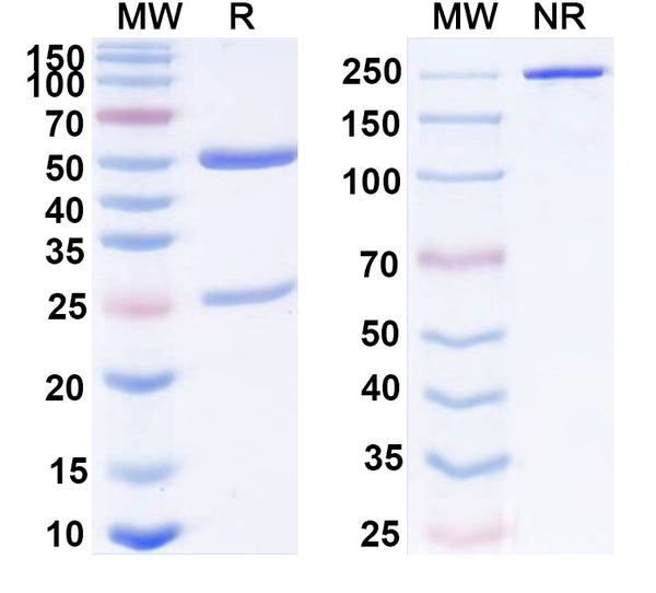 SDS-PAGE for InVivoMAb Anti-Mouse TRP-1 & CD3e Bispecific Antibody (Iv0236)