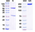 SDS-PAGE for Anti-Mouse CCL11/Eotaxin Antibody (CAT-212)