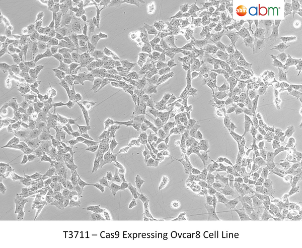 Cas9 Expressing Ovcar8 Cell Line | Applied Biological Materials (abm)