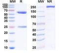 SDS-PAGE for Anti-Mouse IL2 Antibody (S4B6).
