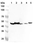 Western blot analysis was performed using anti-PLAUR  polyclonal antibody at 1ug/mL  on various samples.
Lane 1: Mouse brain lysate
Lane 2: Mouse kidney lysate
Lane 3: Mouse lung lysate
Lane 4: Rat brain lysate
Lane 5: Rat kidney lysate