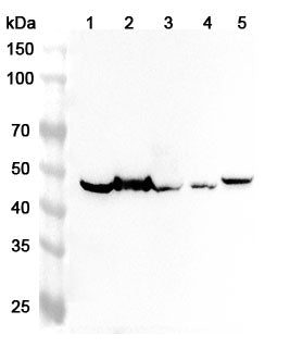 Western blot analysis was performed using anti-PLAUR  polyclonal antibody at 1ug/mL  on various samples.
Lane 1: Mouse brain lysate
Lane 2: Mouse kidney lysate
Lane 3: Mouse lung lysate
Lane 4: Rat brain lysate
Lane 5: Rat kidney lysate