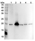 Western blot analysis was performed using anti-BID polyclonal antibody at 1ug/mL  on various samples.
Lane 1: Jurkat cell lysate
Lane 2: Mouse spleen lysate
Lane 3: Mouse thymus lysate
Lane 4: Rat spleen lysate
Lane 5: Rat thymus lysate