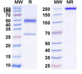 SDS-PAGE for Anti-Mouse CD83 Antibody (SAA2066)