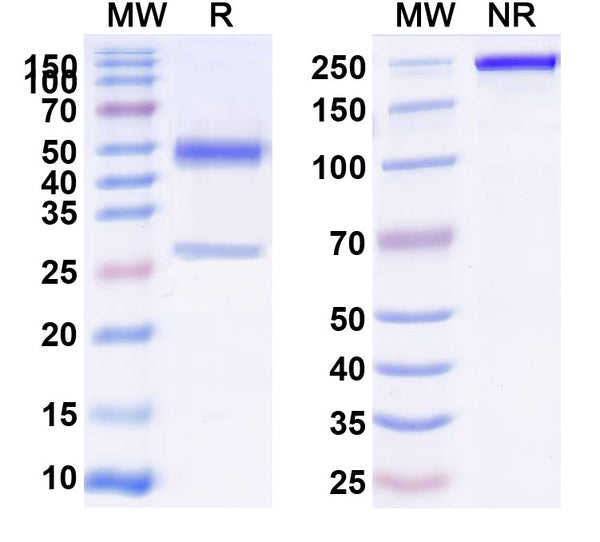 SDS-PAGE for Anti-Mouse CD83 Antibody (SAA2066)