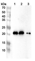 Western blot analysis was performed using anti-LCN2 polyclonal antibody at 1ug/mL  on various samples.
Lane 1: Mouse spleen lysate
Lane 2: Mouse lung lysate
Lane 3: Rat lung lysate