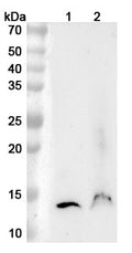 Western blot analysis was performed using anti-TFF2  polyclonal antibody at 1ug/mL on various samples.
Lane 1: Mouse stomach lysate
Lane 2: Mouse pancreas lysate