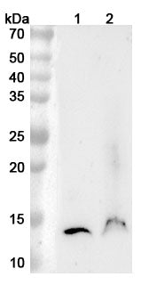 Western blot analysis was performed using anti-TFF2  polyclonal antibody at 1ug/mL on various samples.
Lane 1: Mouse stomach lysate
Lane 2: Mouse pancreas lysate