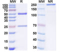 SDS-PAGE for InVivoMAb Anti-Mouse SIRPA Antibody (Iv0258)