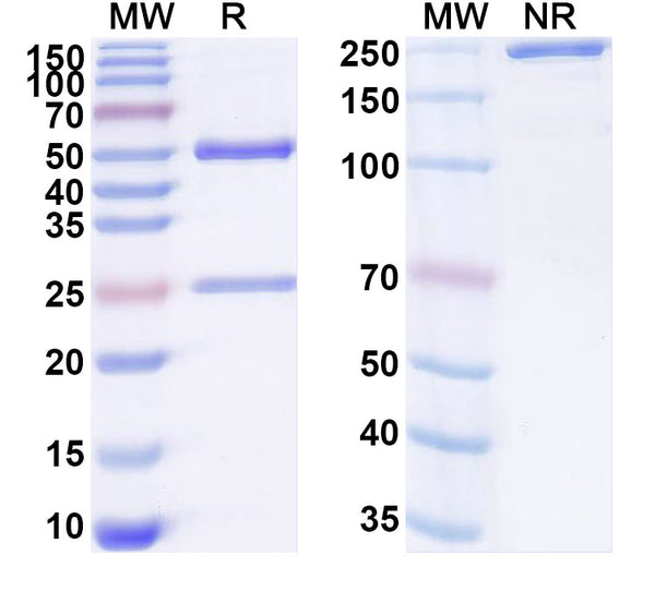 SDS-PAGE for InVivoMAb Anti-Mouse SIRPA Antibody (Iv0258)