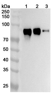 Western blot analysis was performed using anti-SIRPA  polyclonal antibody at SIRPA  on various samples.
Lane 1: Mouse brain lysate
Lane 2: Mouse cerebellum lysate
Lane 3: Rat brain lysate