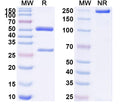 SDS-PAGE for InVivoMAb Anti-Mouse SIRPA Antibody (Iv0259)