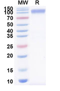 Recombinant Mouse CD172a/SIRPA Protein, C-Fc