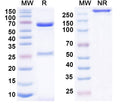 SDS-PAGE for Anti-Mouse CD172a/SIRPA Antibody (SAA0817)