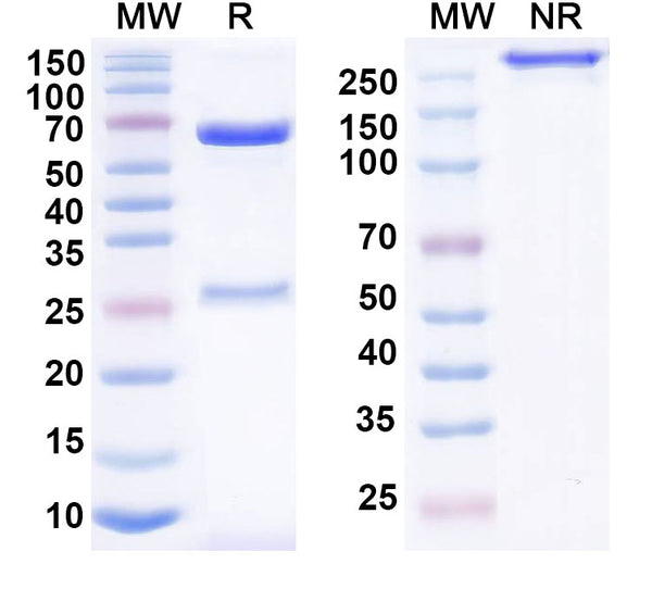 SDS-PAGE for Anti-Mouse CD172a/SIRPA Antibody (SAA0817)