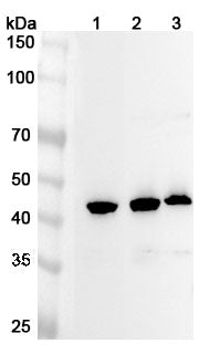 Western blot analysis was performed using anti-NUCB2 polyclonal antibody at 1ug/mL on various samples.
Lane 1: Mouse spleen lysate
Lane 2: Mouse testis lysate
Lane 3: Rat testis lysate