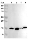 Western blot analysis was performed using anti-FABP5 polyclonal antibody at 1ug/mL on various samples.
Lane 1: Mouse brain lysate
Lane 2: Mouse skin lysate
Lane 3: Rat brain lysate
Lane 4: Rat  liver lysate