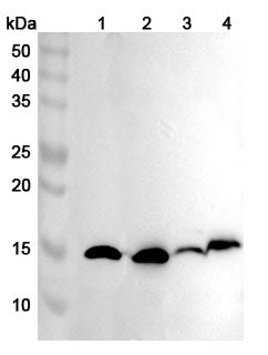 Western blot analysis was performed using anti-FABP5 polyclonal antibody at 1ug/mL on various samples.
Lane 1: Mouse brain lysate
Lane 2: Mouse skin lysate
Lane 3: Rat brain lysate
Lane 4: Rat  liver lysate