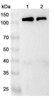 Anti-Mouse BCAR1 Polyclonal Antibody – Lane 1: A431 cell lysateLane 2: Hela cell lysate