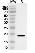 Western blot analysis was performed using anti-Mouse LGALS4 polyclonal antibody at 1ug/mL on recombinant Mouse LGALS4 (Catalog No. MX985012).