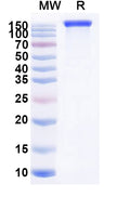 Recombinant Mouse CD115/CSF1R Protein, C-Fc