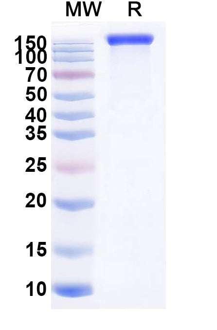 Recombinant Mouse CD115/CSF1R Protein, C-Fc