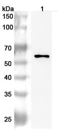 Western blot analysis was performed using anti-CSF1R polyclonal antibody at 1ug/mL on various samples.
Lane 1: THP-1 cell lysate