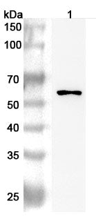 Western blot analysis was performed using anti-CSF1R polyclonal antibody at 1ug/mL on various samples.
Lane 1: THP-1 cell lysate