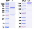 SDS-PAGE for Anti-Mouse CD115/CSF1R Antibody (AFS98)