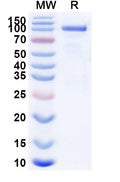 Recombinant Mouse CD71/TFRC Protein, C-Fc