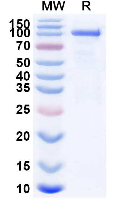 Recombinant Mouse CD71/TFRC Protein, C-Fc