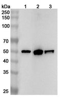 Western blot analysis was performed using anti-TP53 polyclonal antibody at 1ug/mL on various samples.
Lane 1: HT-29 cell lysate
Lane 2: 293T cell lysate
Lane 3: Raji cell lysate