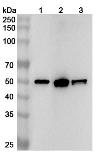 Western blot analysis was performed using anti-TP53 polyclonal antibody at 1ug/mL on various samples.
Lane 1: HT-29 cell lysate
Lane 2: 293T cell lysate
Lane 3: Raji cell lysate